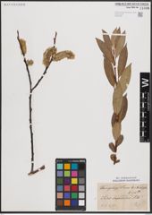 Foto von Salix daphnoides Vill.
